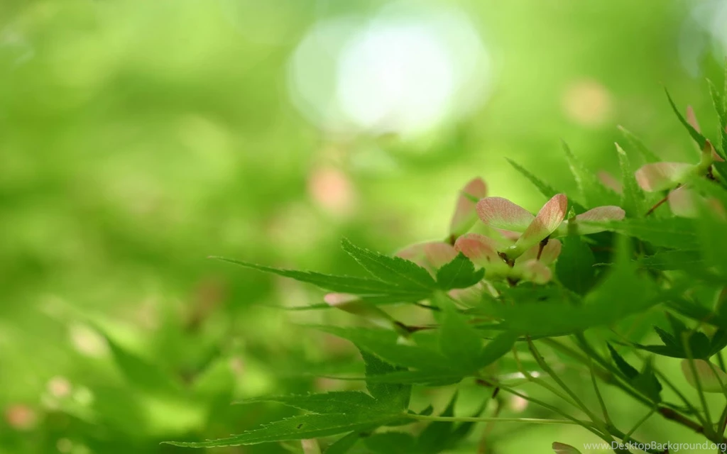 Nature Green Wallpaper, Nature PC Wallpaper, Free Nature Green ...