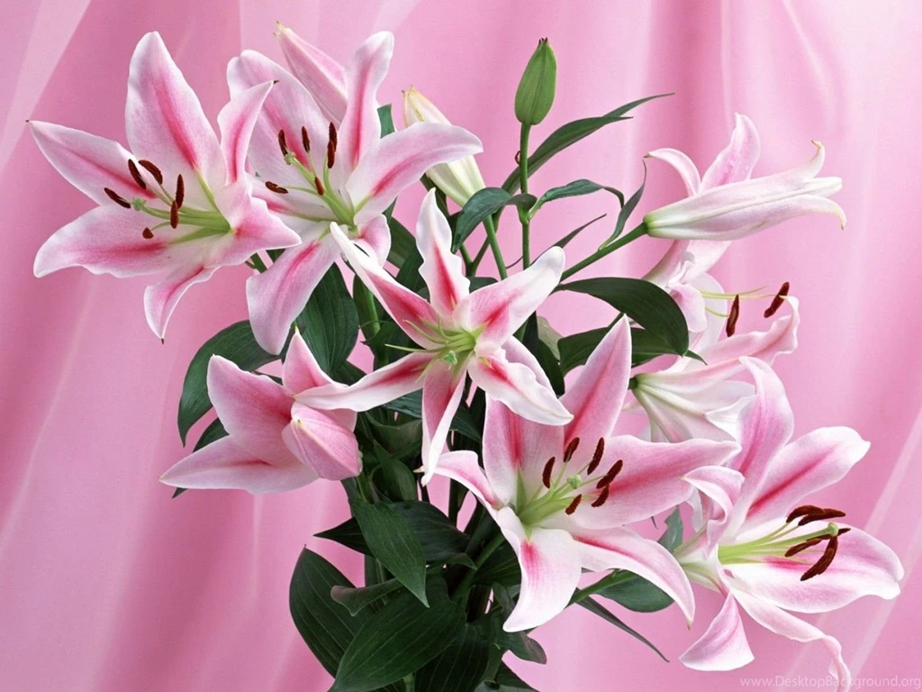 Stargazer Lily Wallpapers Wallpapers Cave