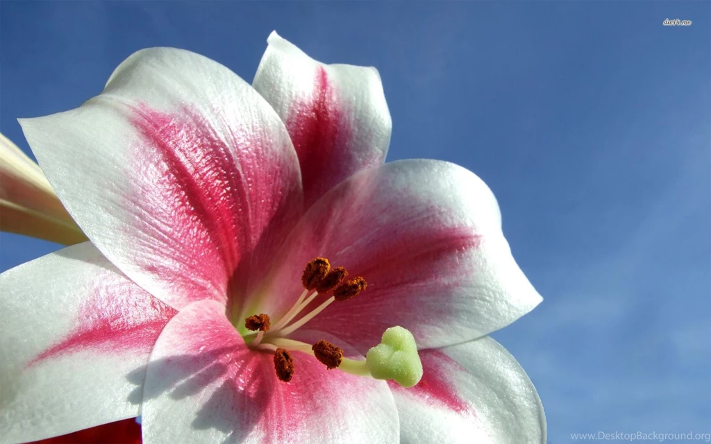 Great Lily Wallpapers