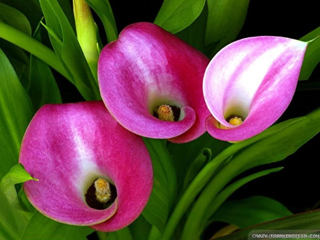 Calla Lily Wallpapers Crazy Frankenstein