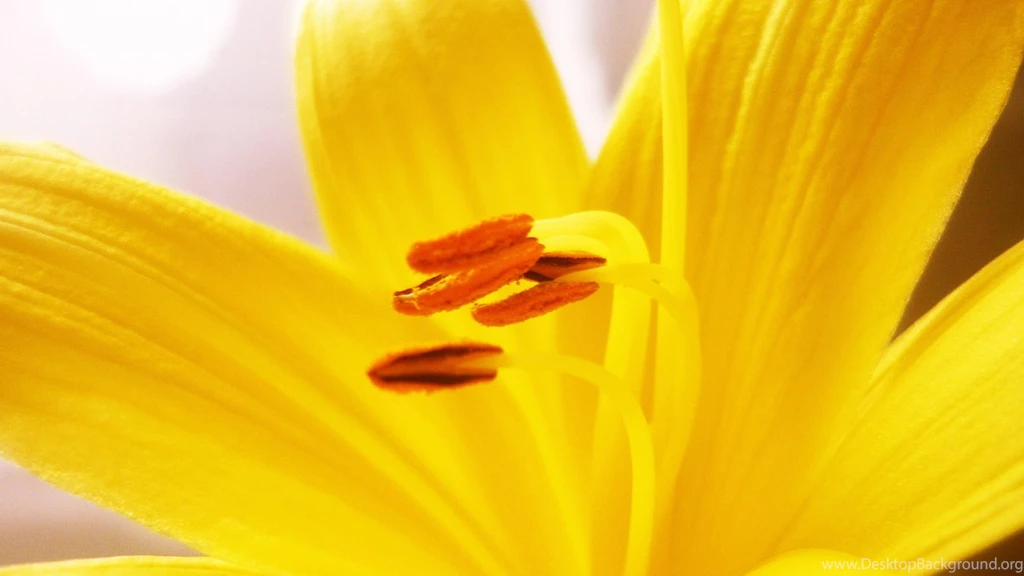 Best Flowers Wallpaper: Lily 843370 Flowers