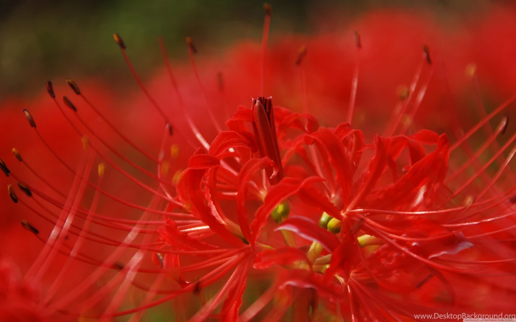 Download Red Spider Lily Wallpapers Wallpapers Widest