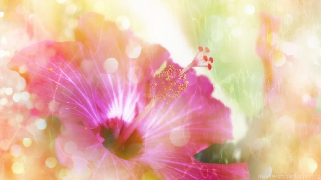 Top Pink Lily Wallpapers 5638 Wallpapers