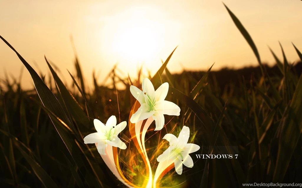 Magic Lily Free Windows 7 Wallpapers