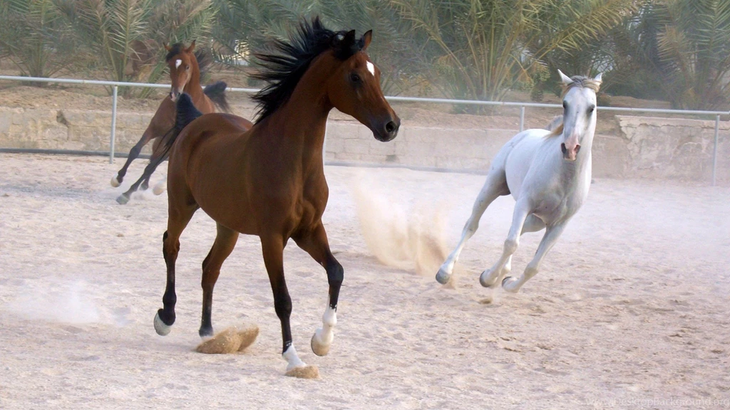 Wide Wallpapers Page 108: Pretty Zebra Stripes Wildlife Horse ...