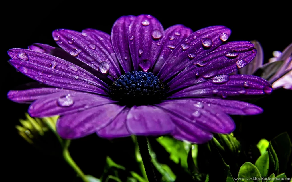 Purple Flower Wallpapers