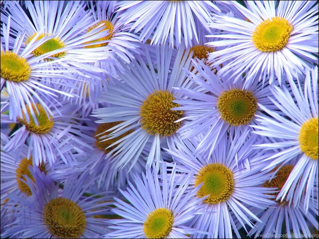 Free Pictures Of Flowers Beautiful Flowers