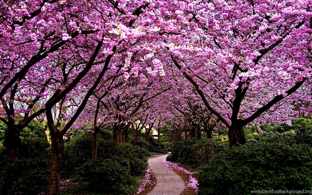 Spring Trees And Flowers Wallpapers Desktop Backgrounds   Uncalke.com