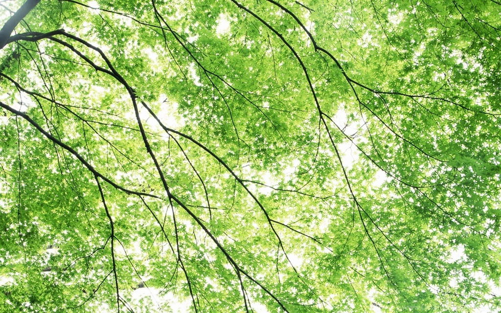 16 Pastel Green Maple Tree Photo Sunlight Through Maple Leaves ...