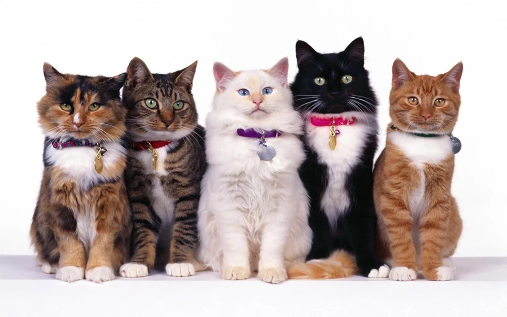 Aristocats Wallpapers At Wallpaperist