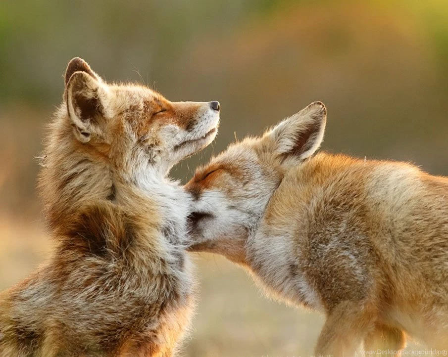 Hd Animal Wallpapers, Wild Animals, Animal Desktop Images, High ...