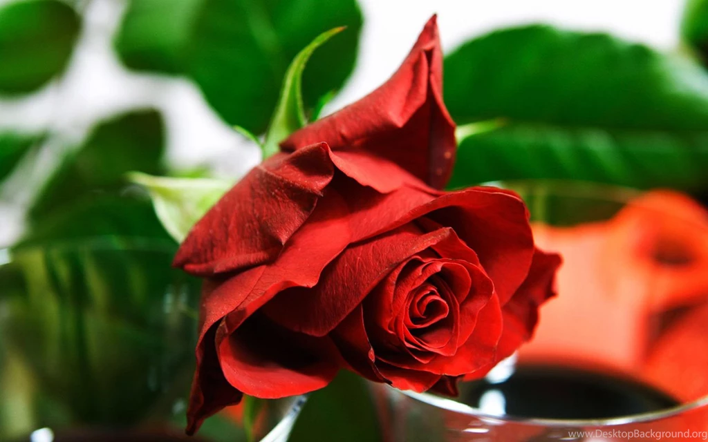 Blooming Red Roses Symbolize Love Close up Wallpapers - Flower ...