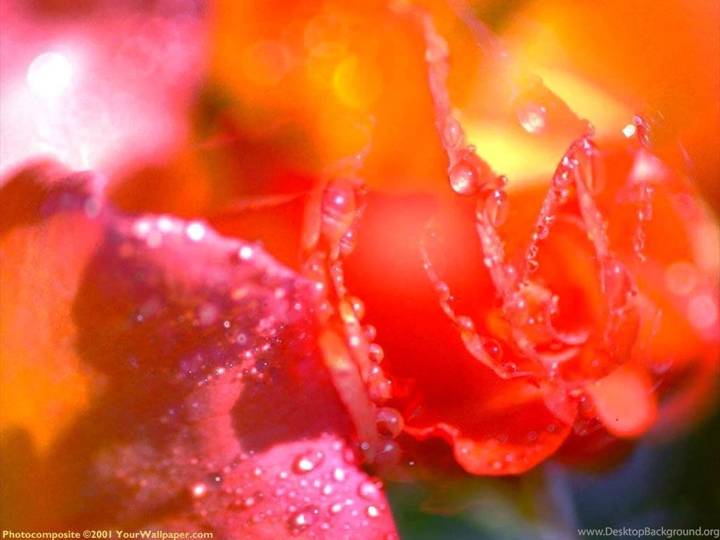 The Rose Of Love   Roses Wallpapers (13966658)   Fanpop