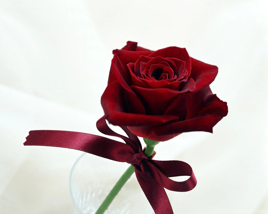 Download Love Roses Wallpapers 1280x1024