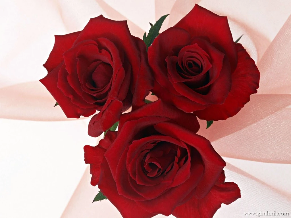 Red Rose Love Wallpapers   Wallpapers Cave