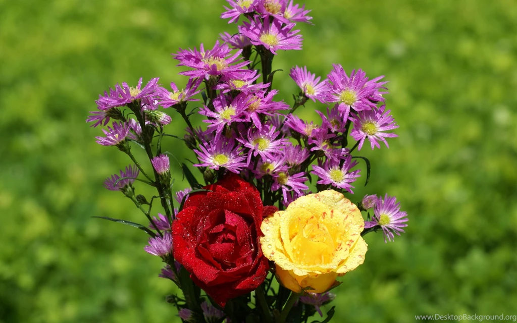 Beautiful Roses Widescreen Wallpapers