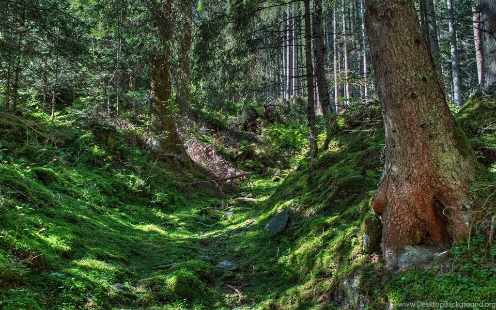 Super Best Nature Big Jungle HD Images