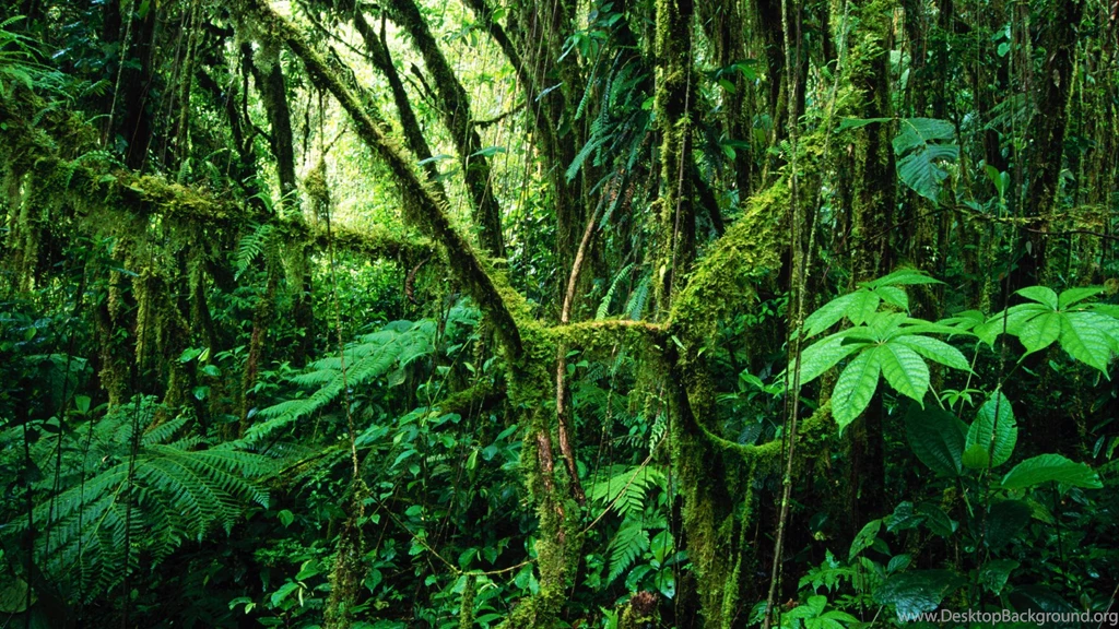 Jungle Wallpapers For PC