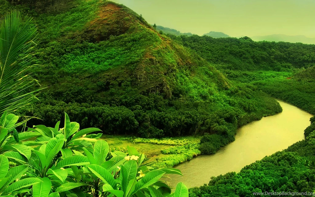 High Resolution Jungle Forest Wallpapers