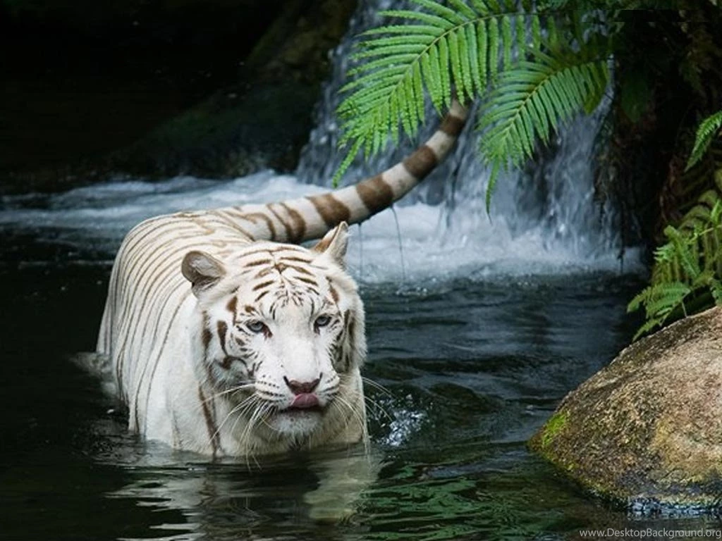 Tiger Live Wallpapers Widescreen HD Wallpapers