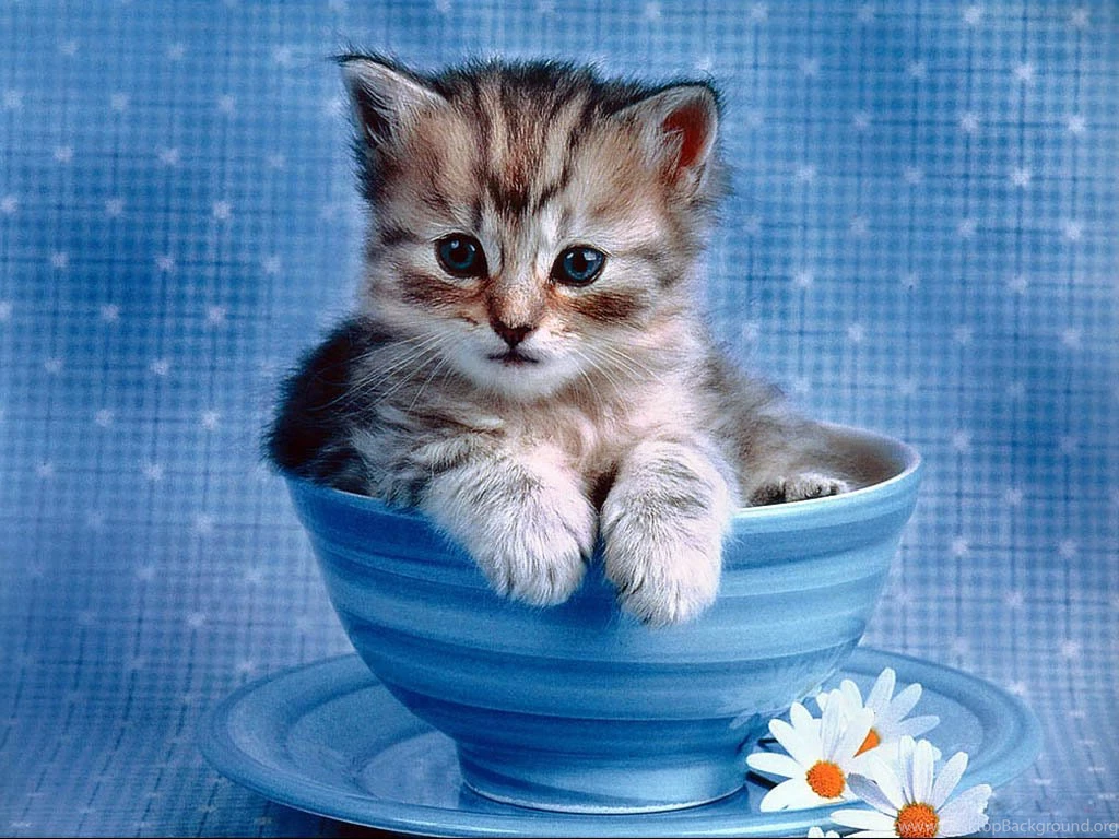 Funny Cat Funny Cat Photos For Facebook – Fine HD Wallpapaper RR