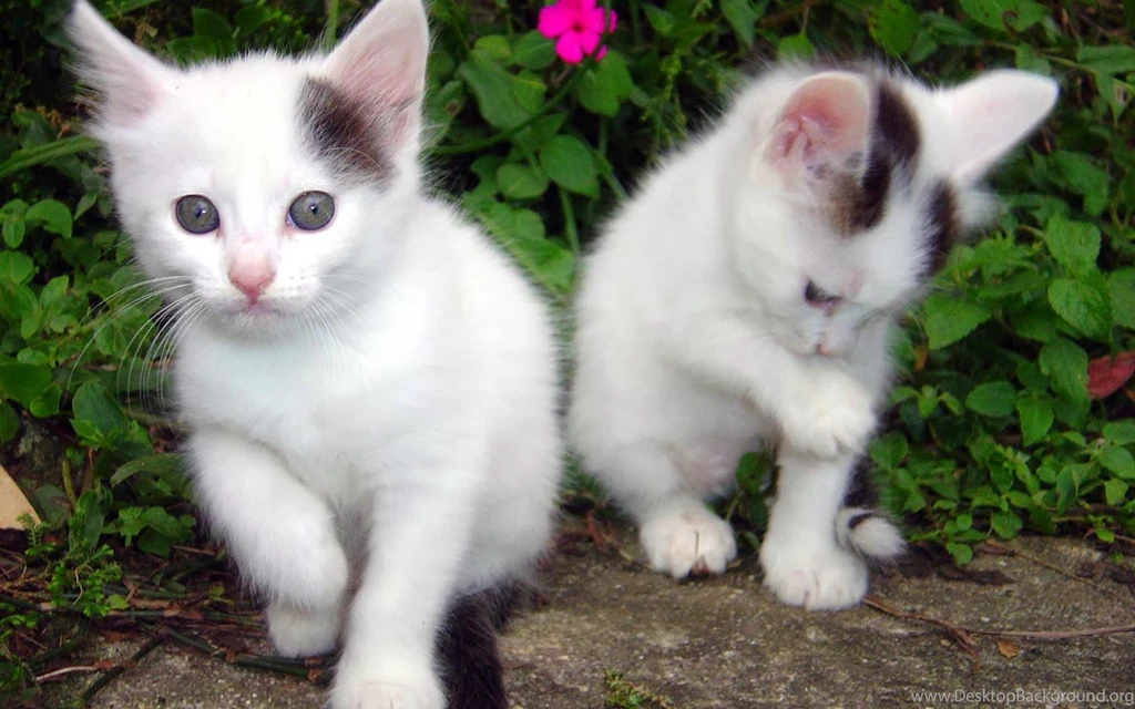 Cute Cat Wallpapers Free Download