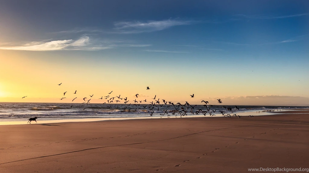 Landscape, Sea, Winter, Beach, Seagulls, Black Dog, Picture