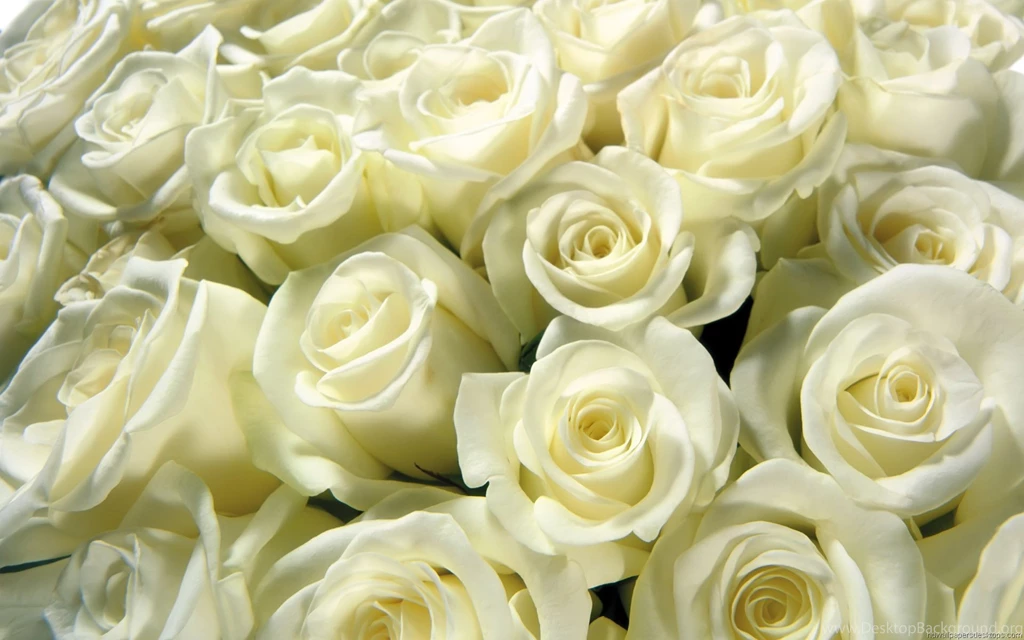 Desktop Wallpapers Environment Flowers Wallpapers Flowers ...