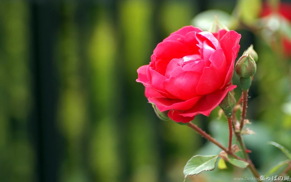 Flower Images Hd