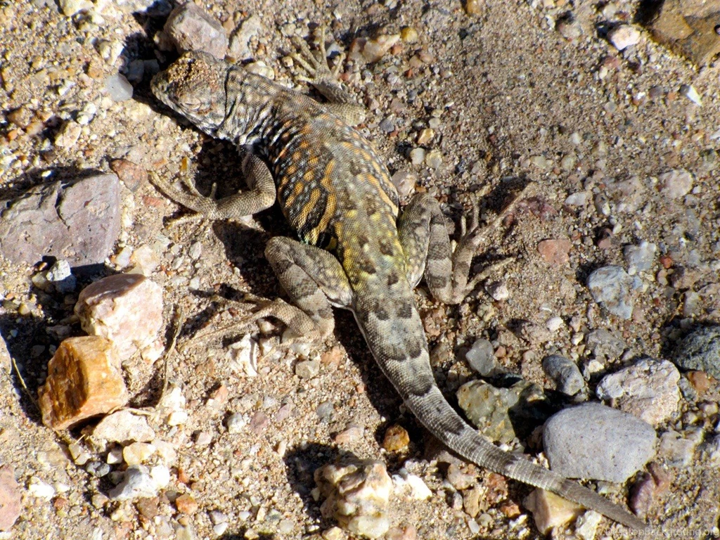 Reptiles: Camouflage Reptile Dust Comouflage Lizard Free Desktop ...