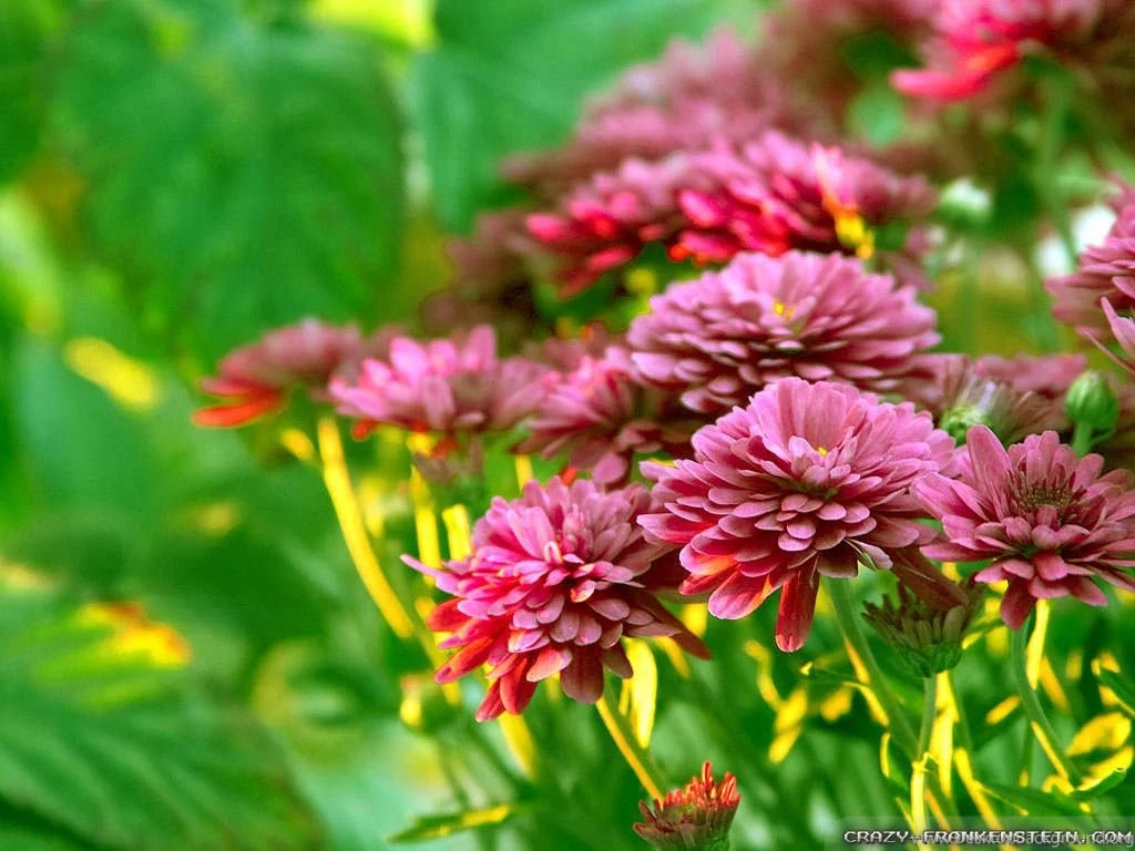Autumn Flowers Wallpapers 2 Seasonal Crazy Frankenstein
