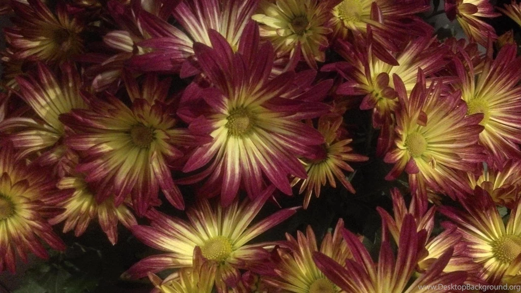Fall Flowers Wallpapers (