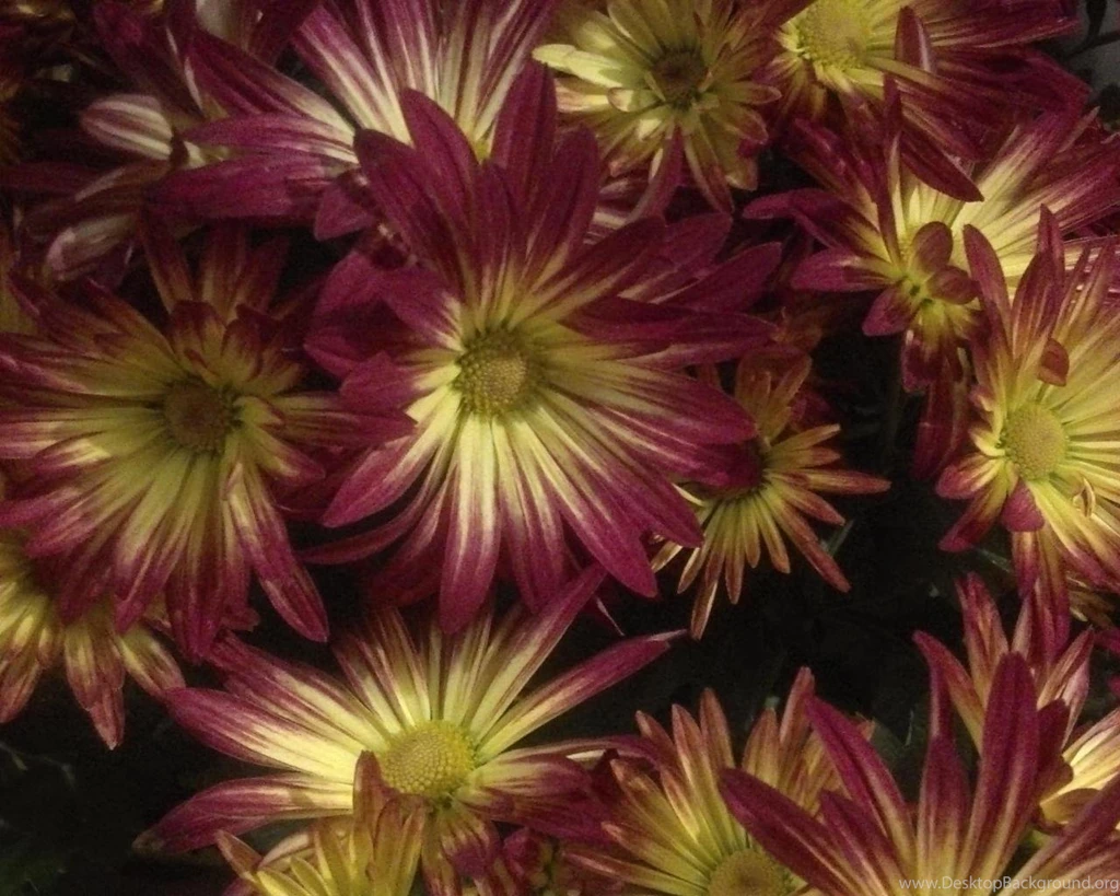 Fall Flowers Wallpapers (