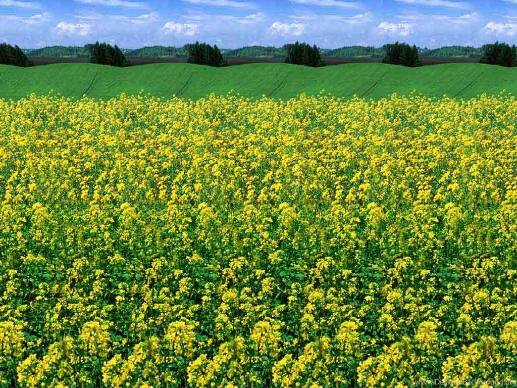 Wallpapers Stereogram Amazing Stereograms Images Socialphy ...