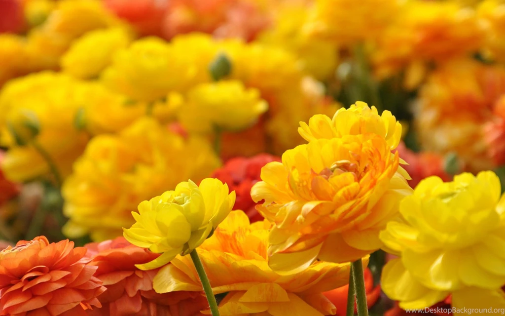Pic Of Flower Collection (43+)