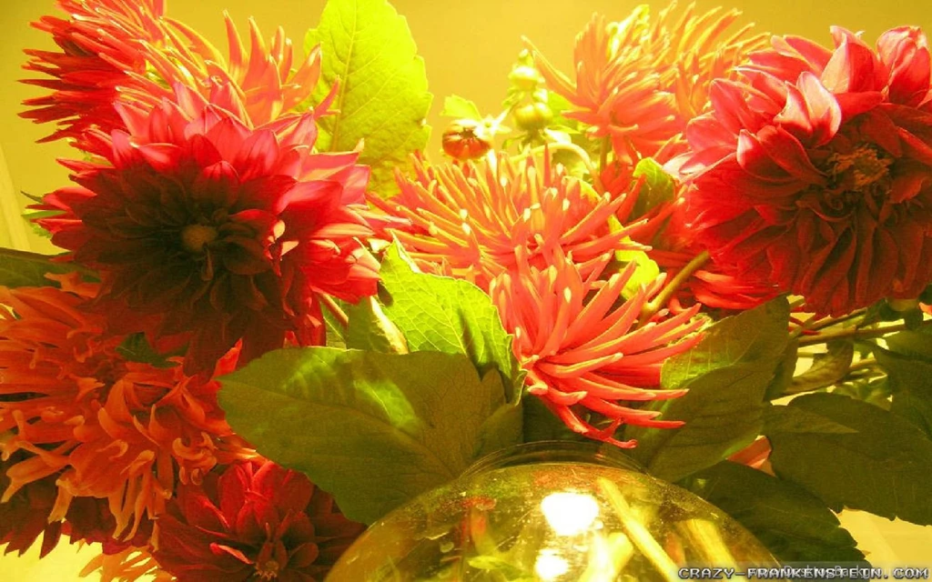 Autumn Flowers Wallpapers Seasonal Crazy Frankenstein