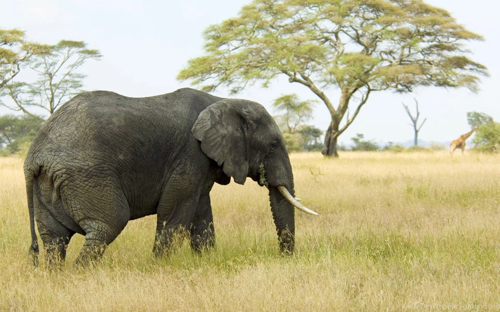 Mac OS X Elephant 1920x1200 Wallpapers, 1920x1200 Wallpapers ...
