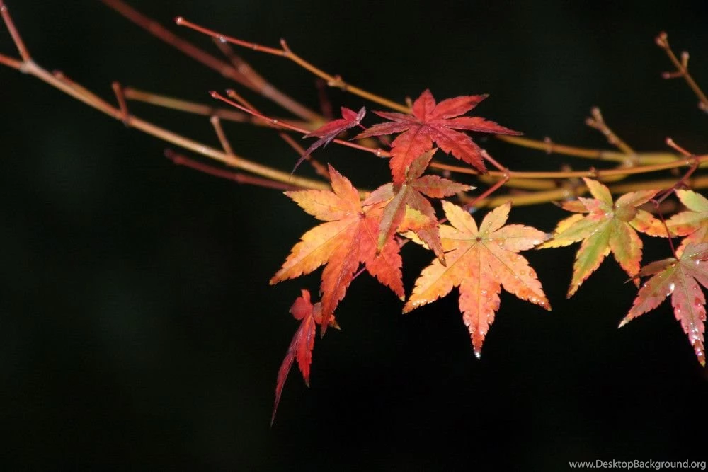 Fall Flowers Wallpapers Wallpapers Cave