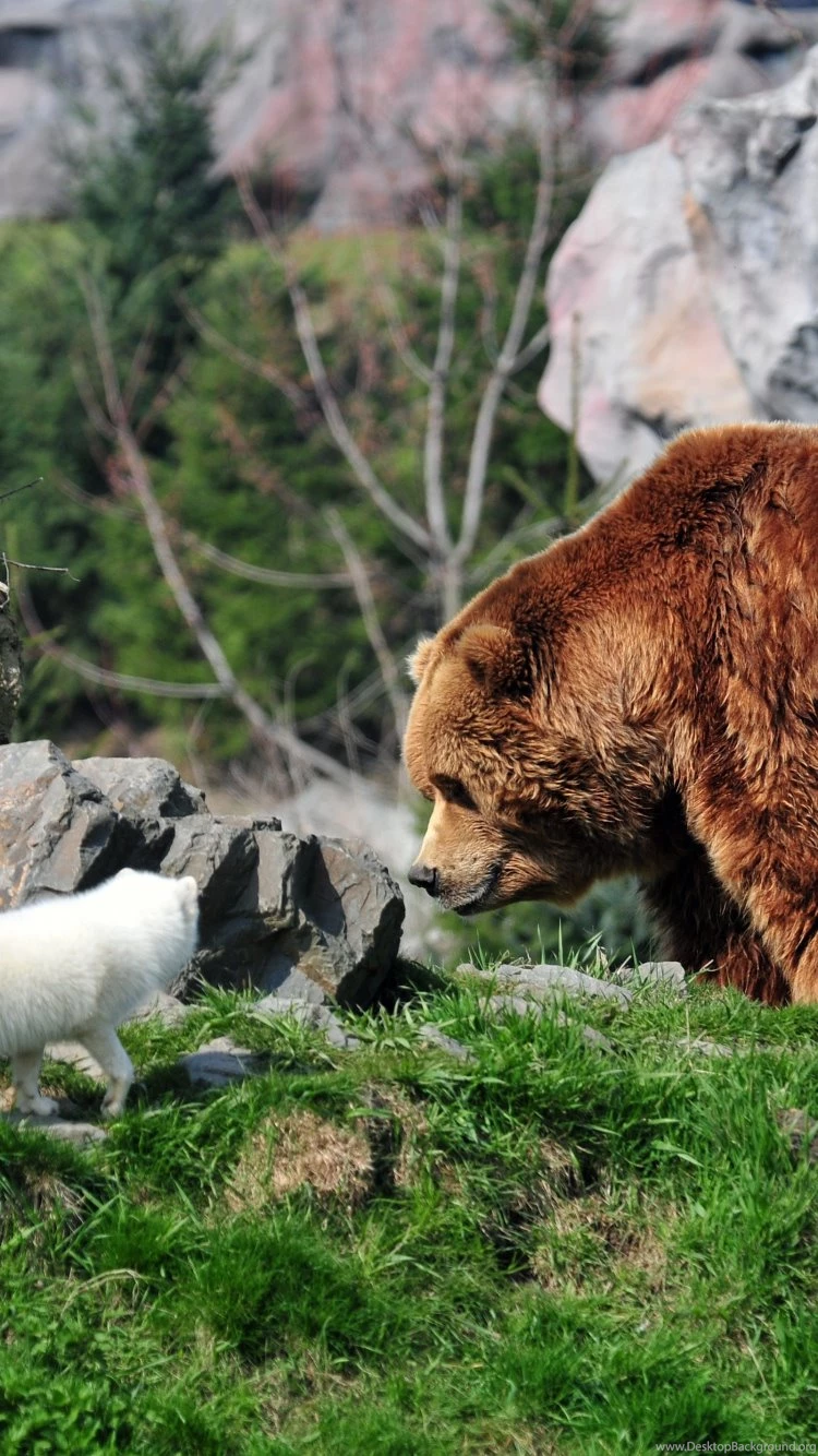 Grizzly Bear Wallpapers