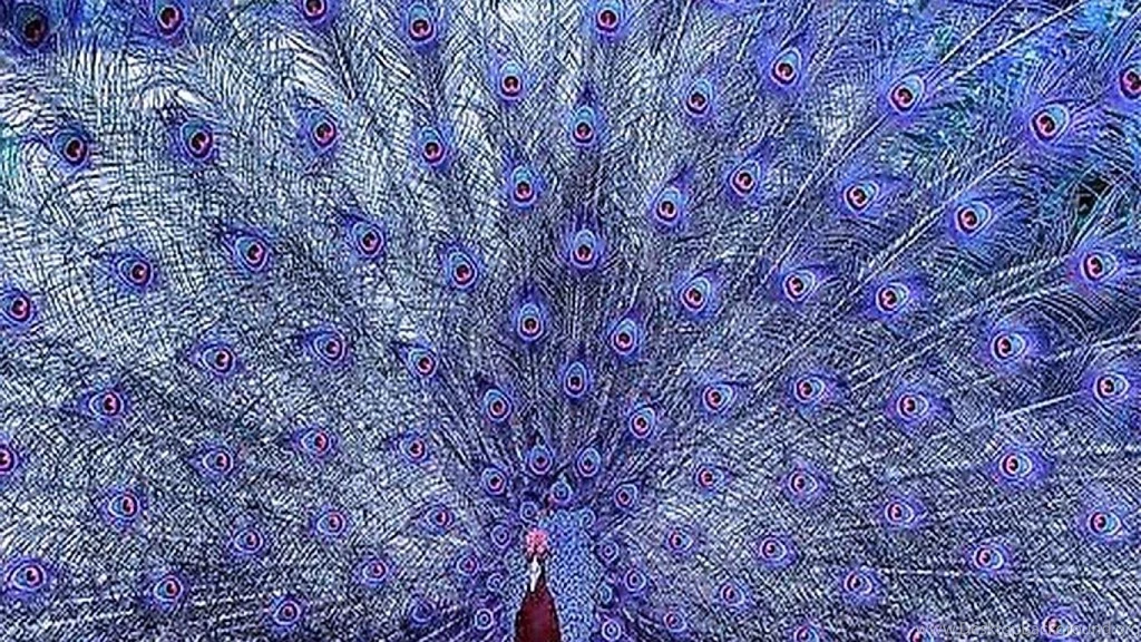 Peacock Blue (