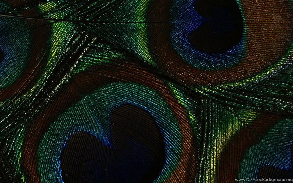 Peacock Wallpapers