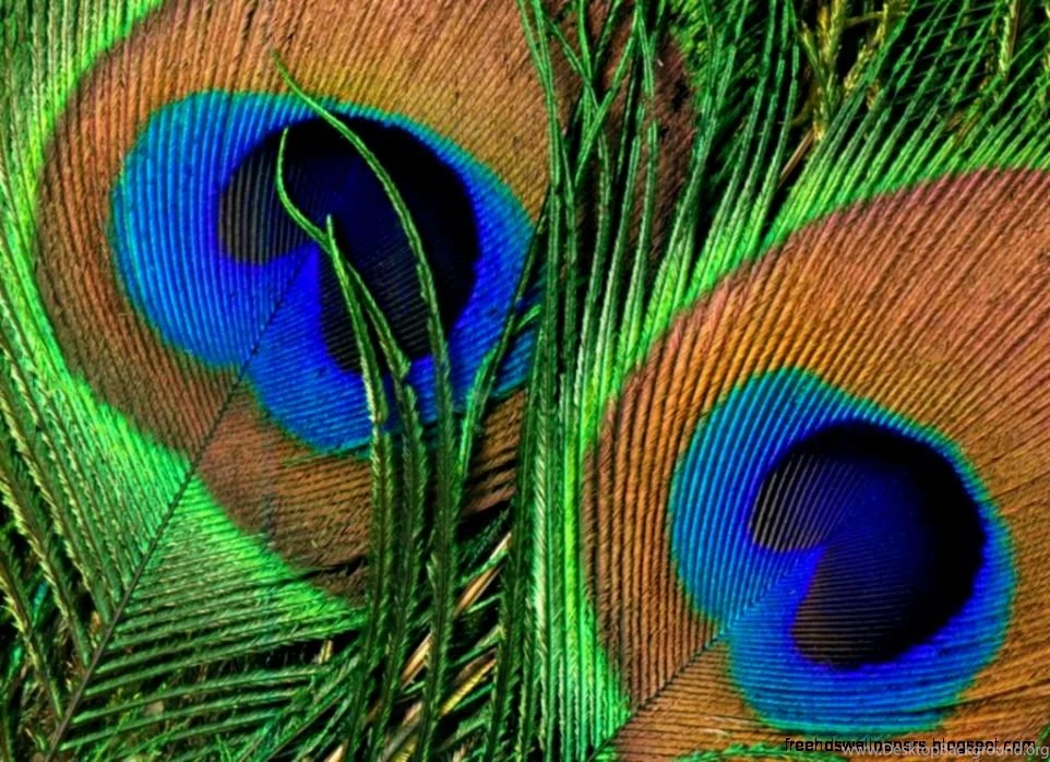 Peacock Blue Wallpapers