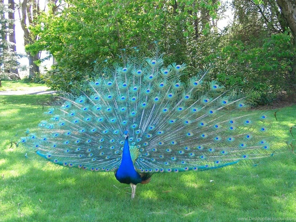 Peacock Blue Wallpapers