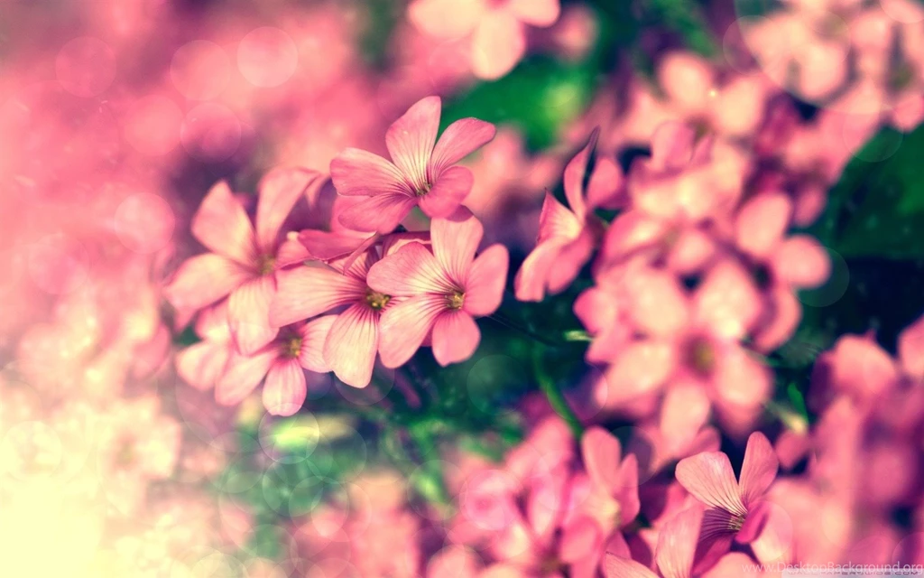 Floral Desktop Backgrounds HD Wallpapers Desktop Wallpapers ...