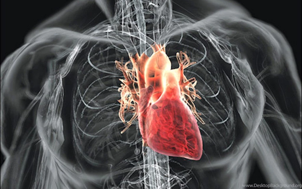 Download Anatomy Hearts Wallpapers 1280x800