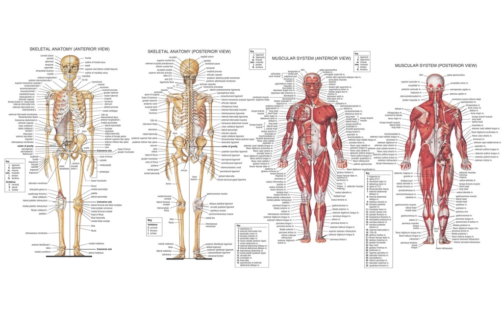 Anatomy Computer Wallpapers, Desktop Backgrounds