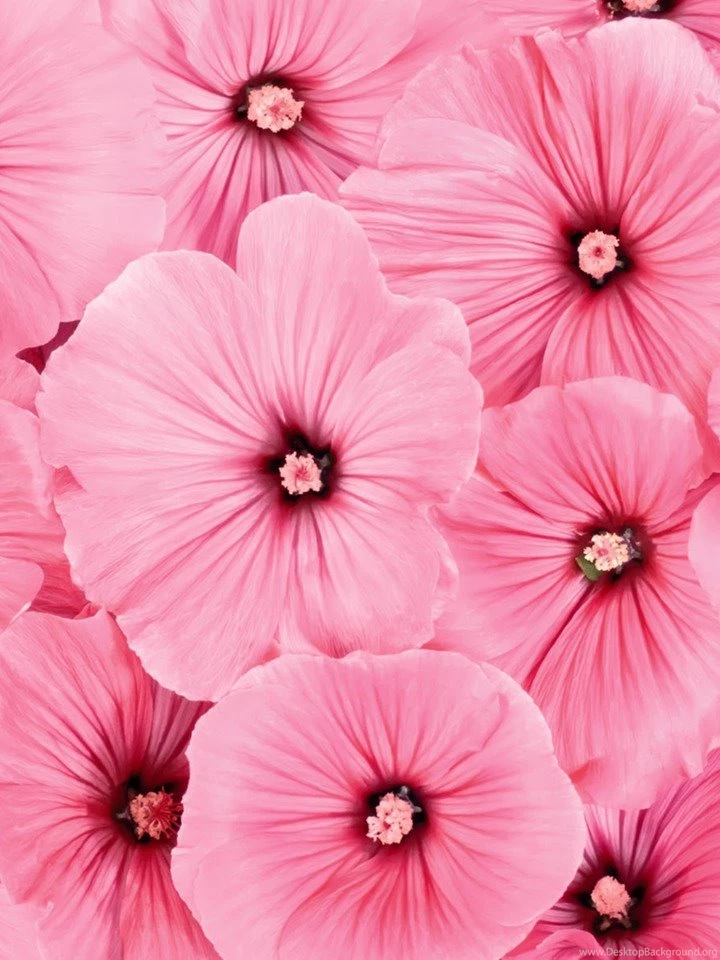 Beautiful Flowers Wallpapers Best Flowers For Lock Screen And ...