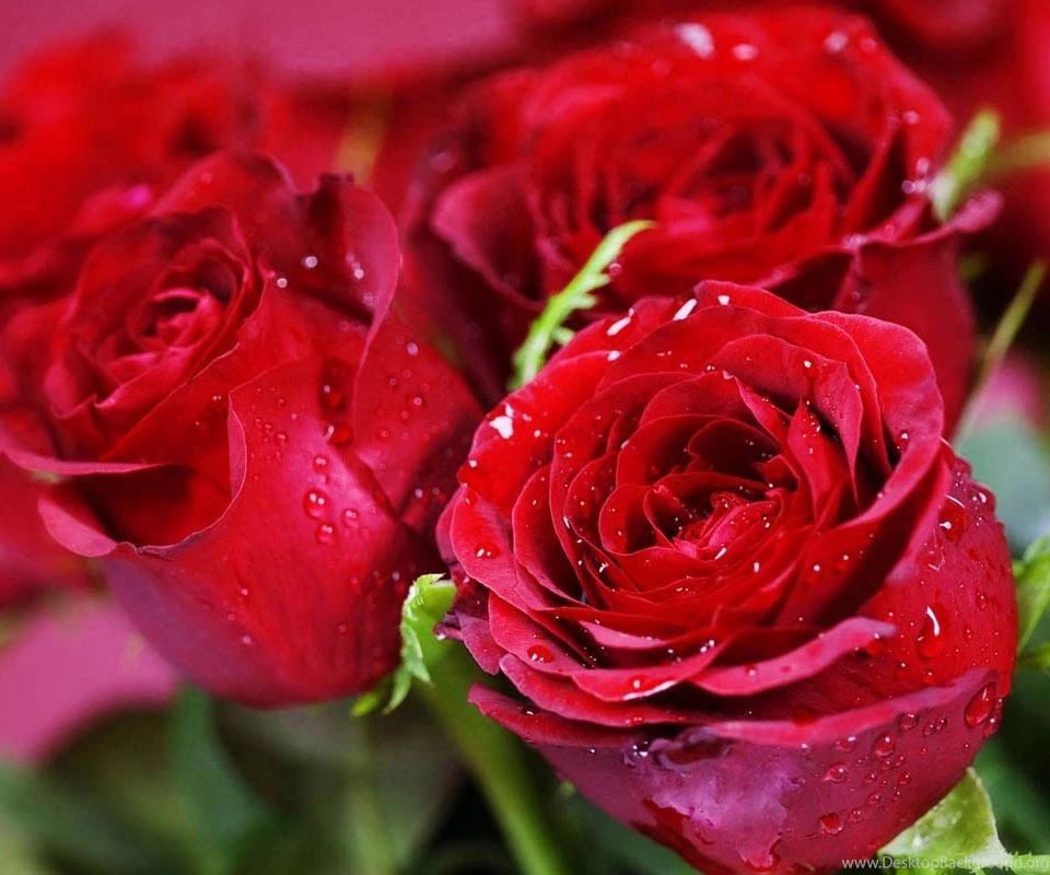 Download Ringtone And Wallpapers For Android, Ringtone And ...
