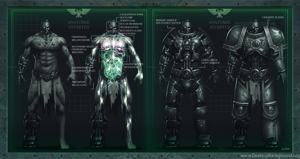 Space Marine Anatomy Wallpapers