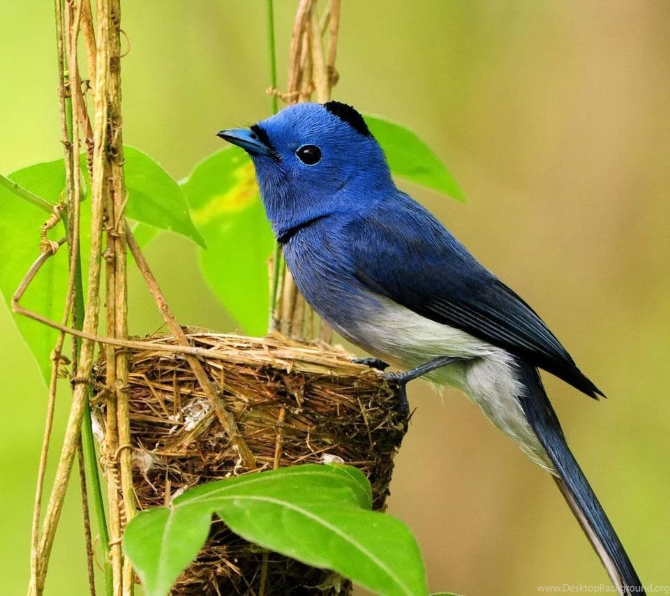 Birds Ringtones&Wallpapers Android Apps On Google Play